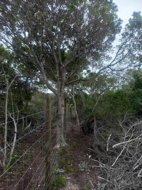 2 Bedroom Property for Sale in Wilderness Western Cape